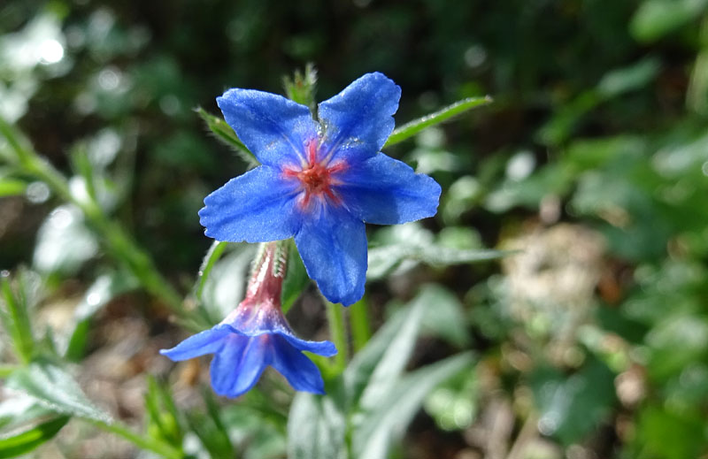 Aegonychon purpurocaeruleum (= Buglossoides purpurocaerulea) - Boraginaceae